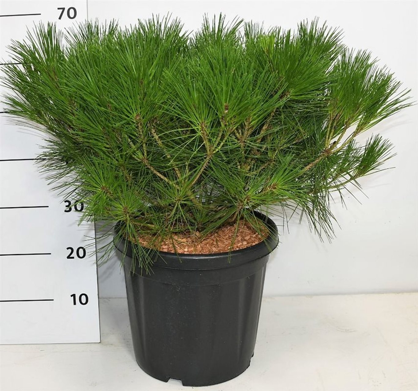 Pinus d. 'Alice Verkade' - C20 50-60 CM